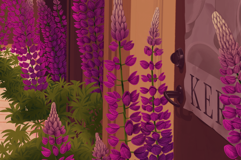 Close-up of illustration of lupines