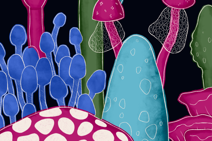 Close-up av illustration som föreställer svampar