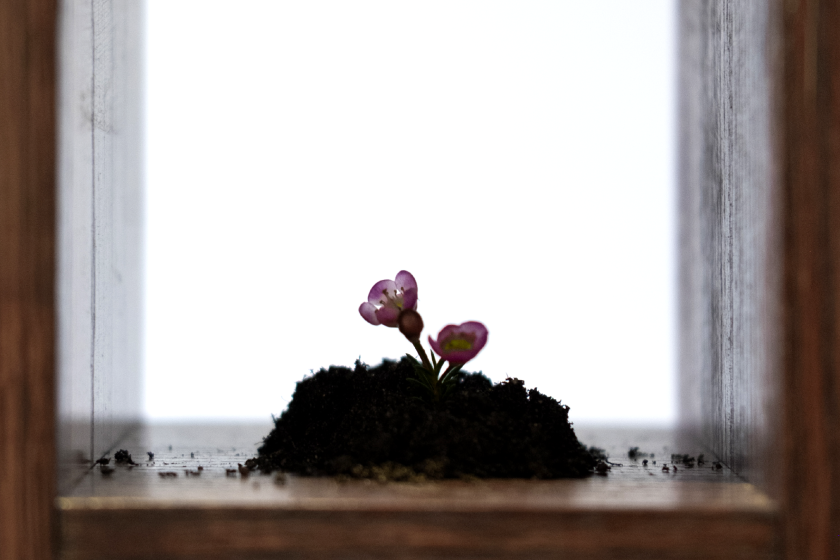 Växtlighet som blommar i Fröbiblioteket